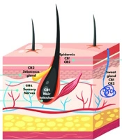J Skin Stem Cell